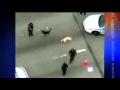كلب يهاجم الشرطة دفاعاً عن صديقه
