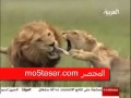 نثي أسد تلتهم لسان زوجها بعدما ضبطه يخونها