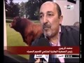 عجل في المغرب يزن طن ونصف 15 قنطار
