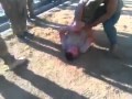 بالفيديو .. أفغاني يصارع جندي أمريكي ويطرحه أرضا مرارا