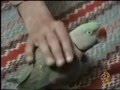 ببغاء يقرأ القرآن ويصلي على النبي صلى الله عليه وسلم