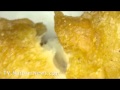 وجبة دجاج ماكدونالد ... بدون دجاج - فيديو